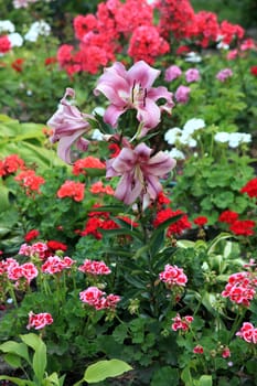 Beautiful flower with pink petals on a high green stem against the background of a flower bed