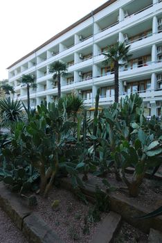 A flower bed with cacti on the background of tall palms and a beautiful white corps of the sanatorium