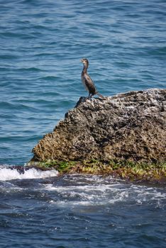 A bird under the rays of the summer sun sitting on a rock by the sea looks where it is possible to dine for oneself for lunch.