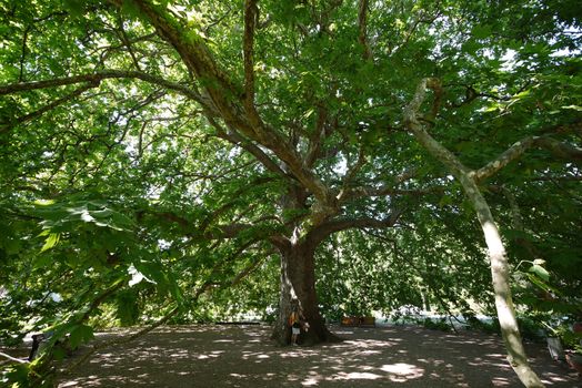 An old tree with a lush crown and sloping branches giving a big shadow and people resting on a bench under it.