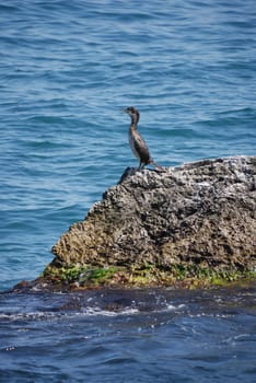 a bird sitting on the rocks and staring into the sea