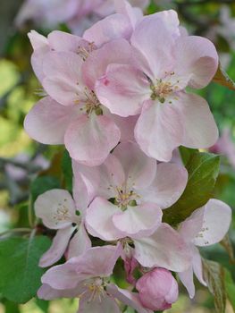 Beautiful orgum pink flower petals with green leaves, shot close-up