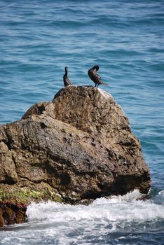 Black sea birds clean feathers on a stone in the middle of the water