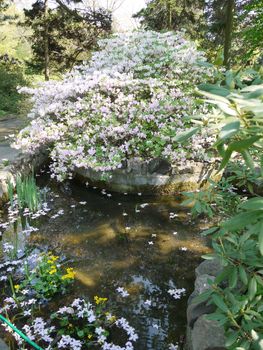 big bush with white flowers in the middle of the pond