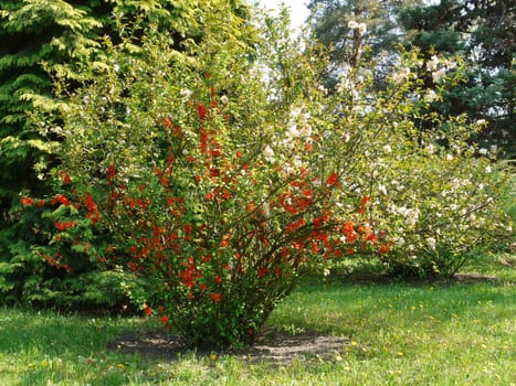 a large bush of red and white flowers growing on green grass with small yellow dandelions