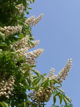 Chestnut branch with blooming white flowers and green leaves against the blue sky