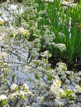White flowering spring cherry against the background of the river and green grass
