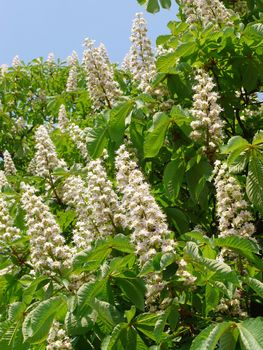white torches of chestnut flowers on the background of green leaves