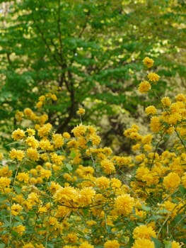 A bush without branches, but with yellow bright flowers and a blurred background