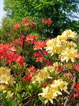 Wonderful red and yellow blossoming petals of flowers with green leaves against the background of tall trees