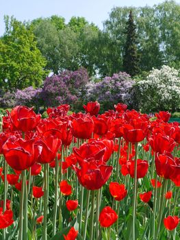Flowers of red tulips with lilac bushes of different colors in the background