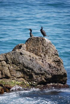 Several waterfowl with black feathers stand on a large rock in the middle of the blue sea