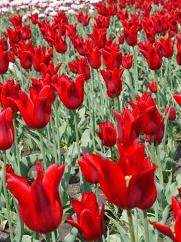 Elegant flowerbed with magnificent red tulips with wide petals. Beautiful flowers that will be a good gift to a beloved woman.