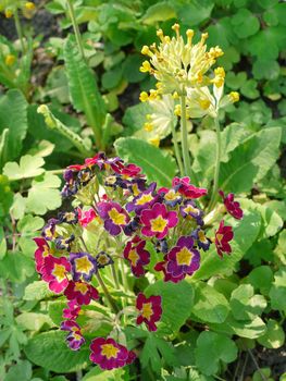 magnificent flowers with multi-colored petals and a yellow middle than something similar to beautiful butterflies