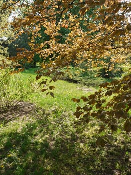 A picturesque landscape from under the shade of a tree with yellow foliage with green grass around with growing wildflowers.