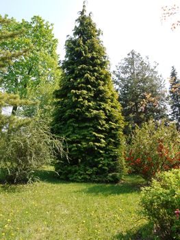 A huge coniferous tree in a park area next to decorative bushes and a green lawn