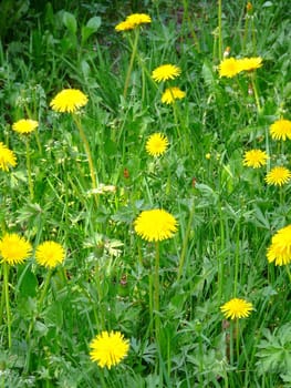 Glade with a lot of young yellow dandelion flowers on high green stems