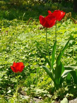 three buds of red tulip in the grass