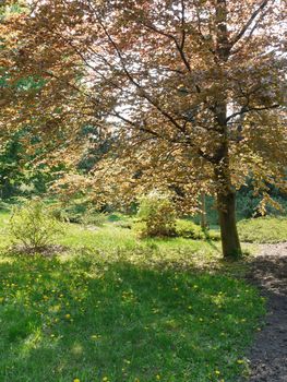 Glade full of young dandelion flowers against the background of a high deciduous tree