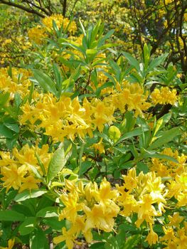 Beautiful yellow lilies with small green leaves against the background of trees