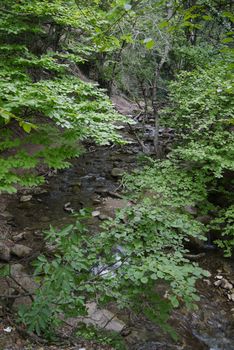 A small ornate mountain river flowing through a forested area