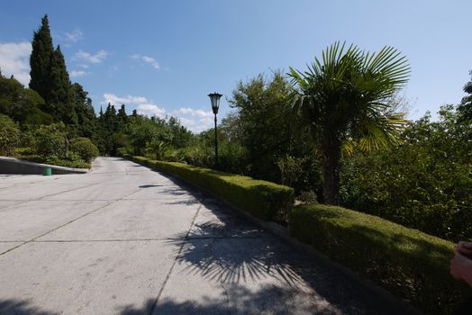 beautifully trimmed green bushes growing near the promenade