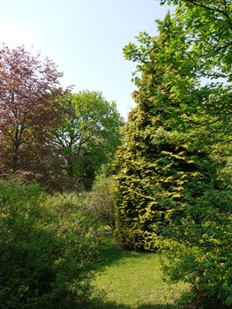 high spruce surrounded by bushes in the park