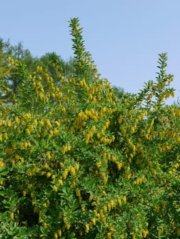 Beautiful spring nature with green branches with young leaves and yellow flowers growing against the background of a transparent blue sky.