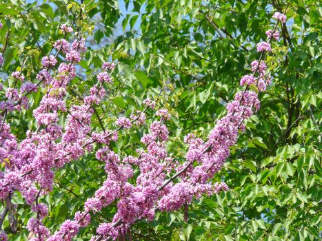 Lush smooth long branches with lots of pink flowers on them against the background of green foliage
