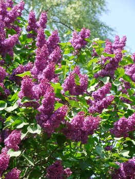 A bush of lush purple lilac with green leaves against the background of tall trees and a blue transparent sky