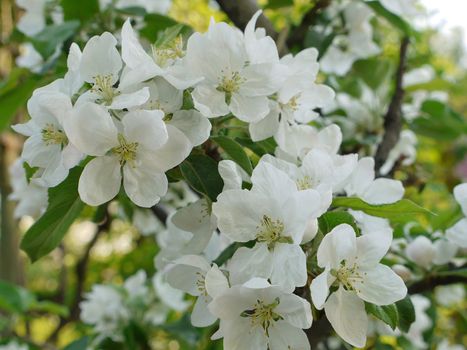 Beautiful spring blooming cherry with small white flowers and green leaves