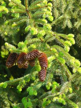 cedar has released young green branches with cones located on them