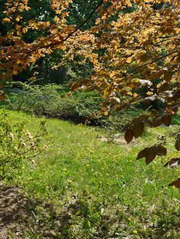 Cozy green glade in the shade of trees with leaves of shaded color