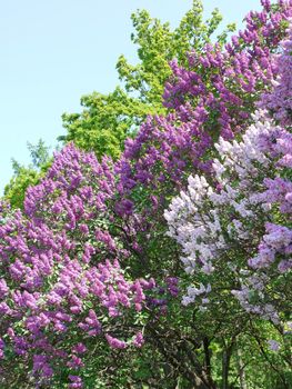 bushes of purple and white lilac in the botanical garden