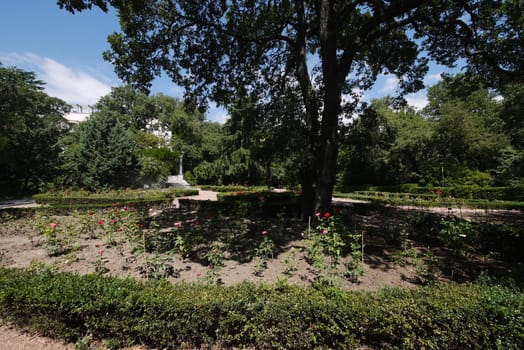 Flower bed with red and pink roses on the sides of a tall old massive tree