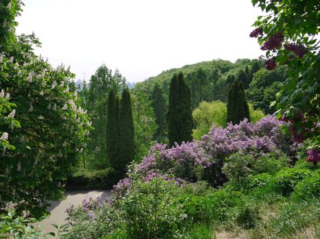 A beautiful view of the greenery of nature with lush thick trees growing a dense wall and a lilac bush with delicate flowers in the foreground.