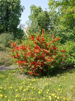 A large shrub with small red flowers and green leaves on long branches