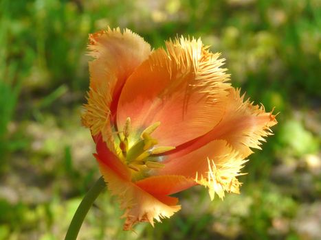 beautiful tulip orange with uneven edges on the background of grass