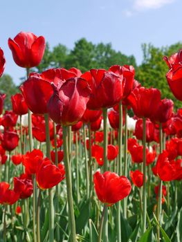 Red tulips bloomed, as if to say that soon the summer, soon the rest