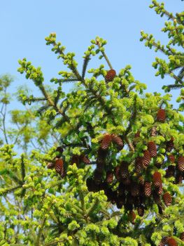 Lovely spruce branches with delicate light green needles and brown cones growing against a clear blue sky.