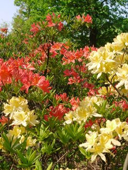 Beautiful bushes of yellowish red flowers with green leaves against the background of lush tall trees.