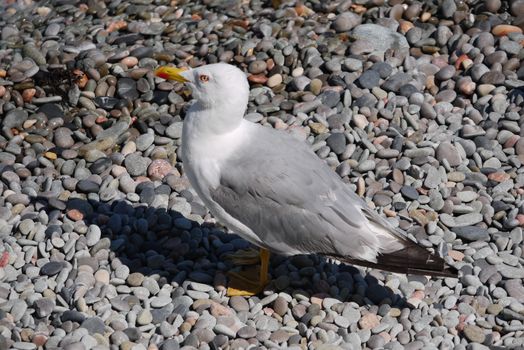 A beautiful seagull with white gray plumage standing on a sea pebble densely strewn on the shore under the rays of a hot sun.