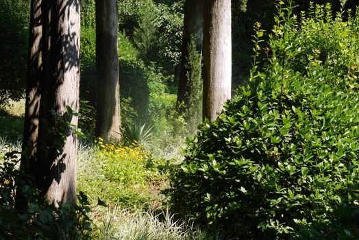 Green thickets of bushes and yellow flowers in the forest among the tall trees with smooth smooth trunks under the rays of the bright sun.