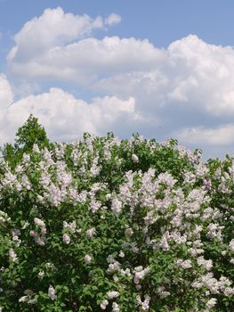 A lilac bush with white flowers with an astounding smell and green leaves. A blue sky with thick clouds above it.