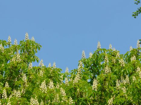 The tops of chestnut trees with lush branches and green leaves against the blue sky...