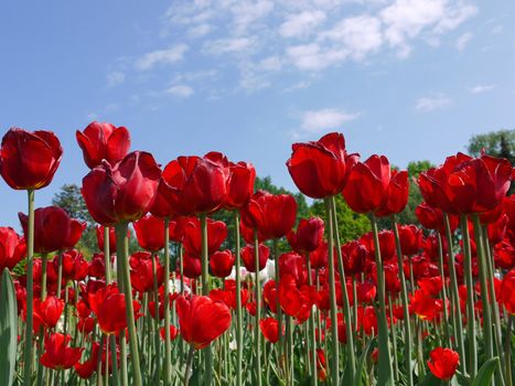 A huge field of blooming red tulips against a blue sky with white clouds