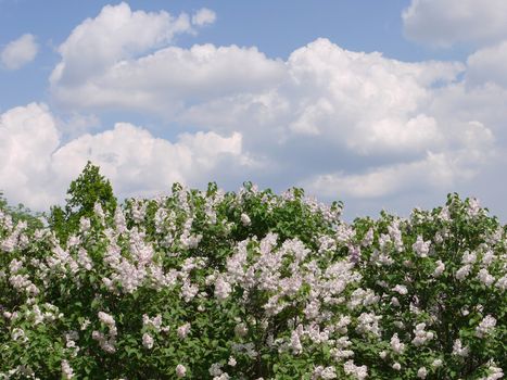 Bright fragrant white lilac with a beautiful scent. Growing against the background of large clouds slowly floating on the blue sky.