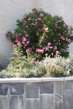a beautiful bush of pink color growing against a wall of gray tiles in a cozy corner