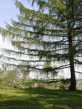 a large cone-shaped crust of larch with germs of young foliage