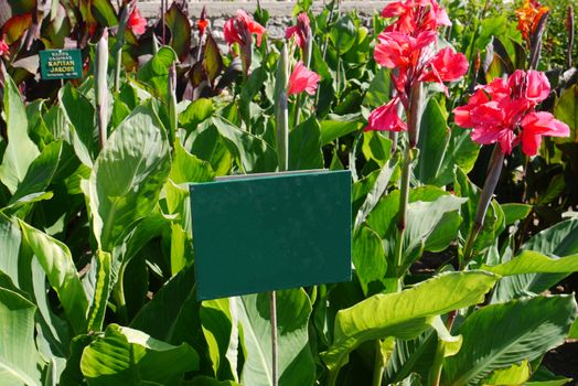 Information plate near beautiful tall red flowers with large green leaves